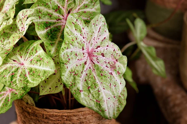 Blad Van Caladium Miss Muffet Kamerplant Met Roze Groene Bladeren — Stockfoto