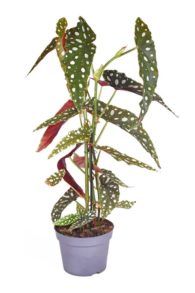 Casalinga Begonia Maculata Alta Con Macchie Bianche Vaso Fiori Sfondo — Foto Stock