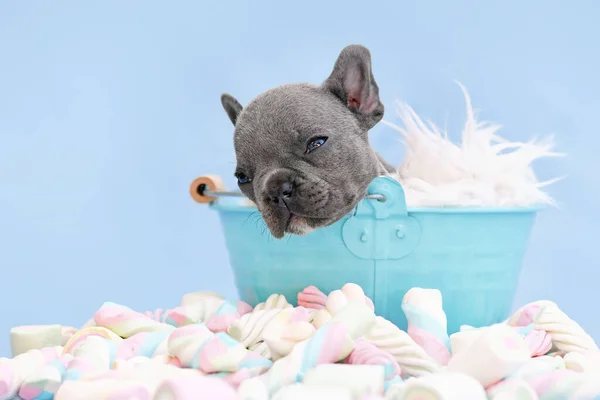 Sleeping French Bulldog Dog Puppy Bucket Blue Background Marshmallow Sweets — Stock Photo, Image