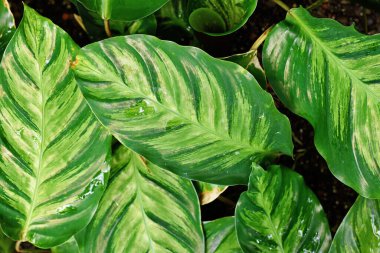 Yapraklarında yeşil çizgili egzotik Calathea Louisae bitkisi.
