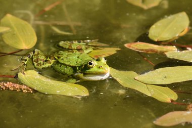 Yeşil 'Pelophylax Lessonae' havuz kurbağası suda yüzüyor