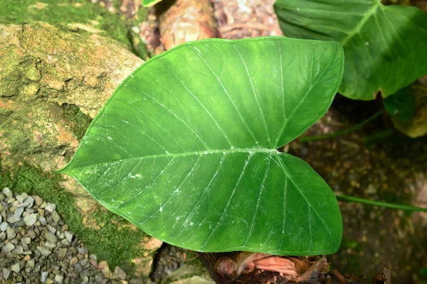 Pijlvormig Blad Van Tropische Xanthosoma Plant — Stockfoto