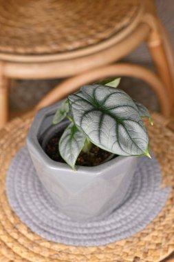 Egzotik 'Alocasia Baginda Gümüş Ejder' saksısı masanın üstünde