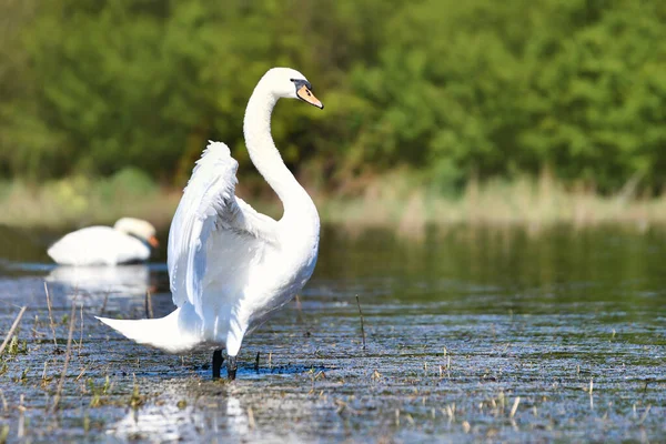 White swan bird flapping wings in lake