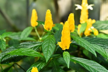 Sarı çiçekli tropik altın karides bitkisi. Botanik adı 'Pachystachys Lutea'