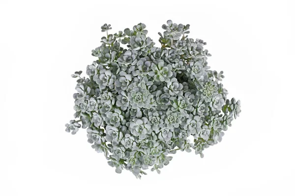 Sedum Spathulifolium Cape Blanco Kőzetnövény Fehér Alapon — Stock Fotó