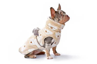 Beyaz arka planda yün kumaştan yapılmış bornoz ceket giyen Fransız Bulldog köpekleri.