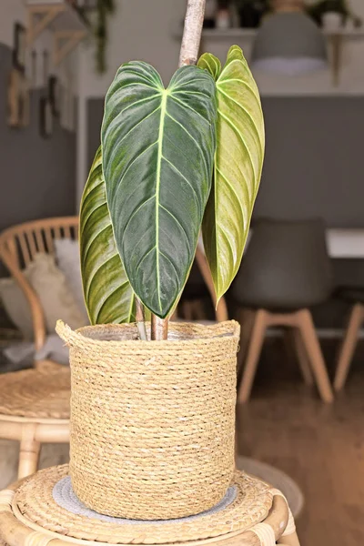 Exotic Philodendron Melanochrysum Houseplant Long Velvet Leaves Basket Flower Pot — Stock Photo, Image