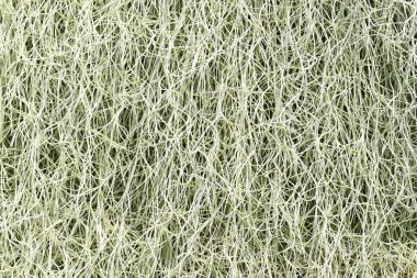 Tropikal 'Maranta Cristata Bicolor' ev bitkileri eşsiz koyu ve açık renk çizgili yapraklarla 