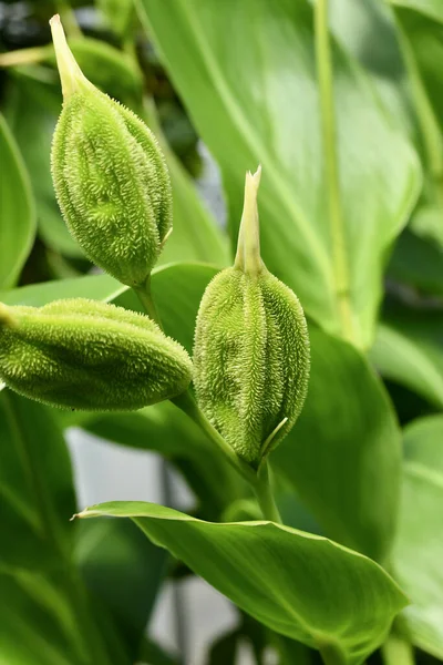 Tropical Maranta Cristata Bicolor Houseplants Leaves Unique Dark Light Stripe — Stock Photo, Image