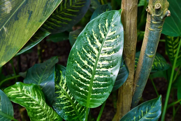 Tropical Maranta Cristata Bicolor Φυτά Εσωτερικού Χώρου Φύλλα Μοναδικό Σκούρο — Φωτογραφία Αρχείου