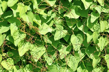 'Dioscoreaceae' bitkisinin kalp şeklinde yaprakları ve çiçekleri var.