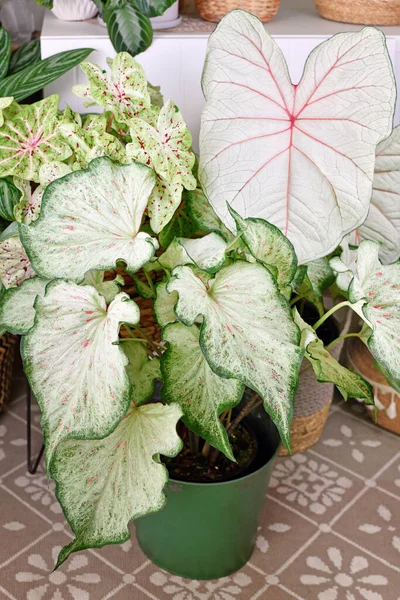 Colorful Exotic Caladium Houseplants Flower Pots Urban Jungle Room — Stock Photo, Image