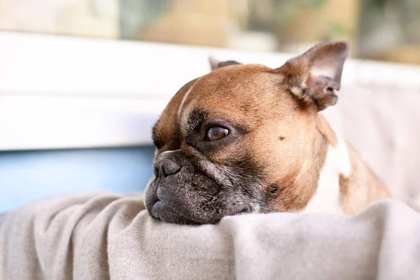Fawn colored French Bulldog dog resting head