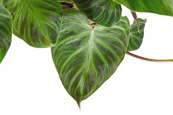 Velvet leaf of tropical 'Philodendron Verrucosum' houseplant on white background