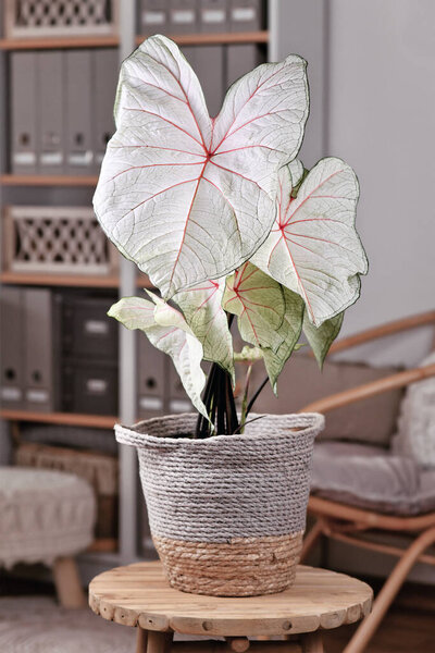 Exotic 'Caladium White Queen' houseplant with white leaves and pink veins in black flower pot on table