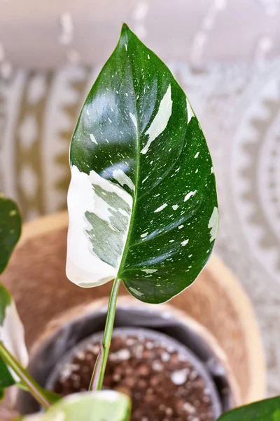 Leaf Philodendron White Princess Houseplant White Variegation Spots — Stock Photo, Image
