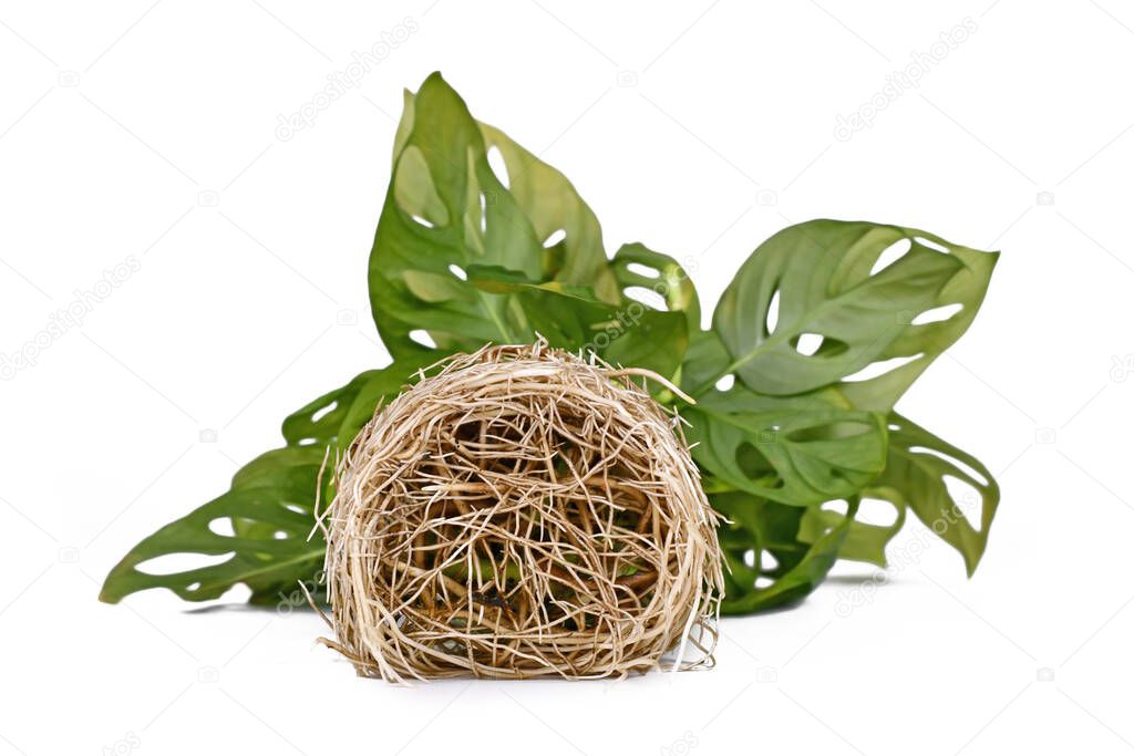 Bunch of bare water roots of tropical Monstera houseplant on white background
