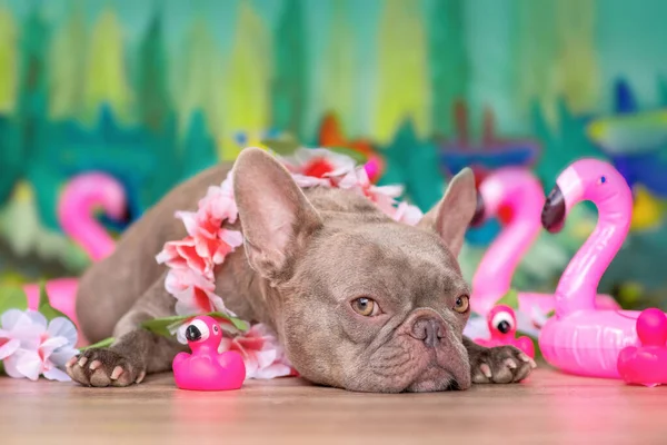 Cão Bulldog Francês Com Guirlandas Flores Tropicais Flamingos Brinquedo Borracha — Fotografia de Stock