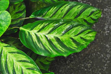 Yapraklarında yeşil çizgili egzotik Calathea Louisae bitkisi.