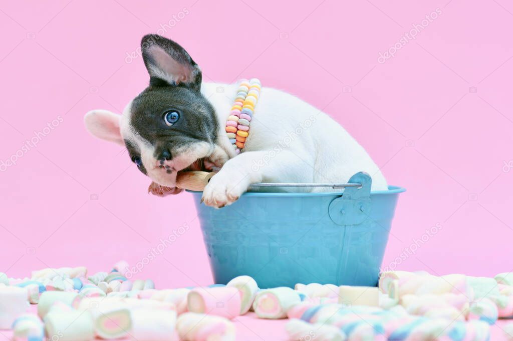 Funny blue pied French Bulldog dog puppy in bucket nibbling on handle on pink background with marshmallow sweets