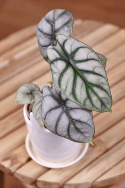 Egzotik 'Alocasia Baginda Gümüş Ejder' saksısı masanın üstünde