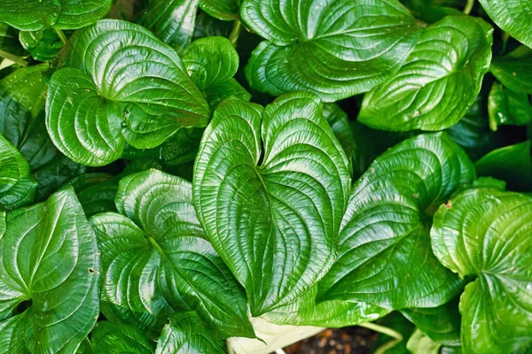 Tampilan Puncak Tanaman Cyanastrum Cordifolium Topikal Dengan Daun Berbentuk Hati — Stok Foto