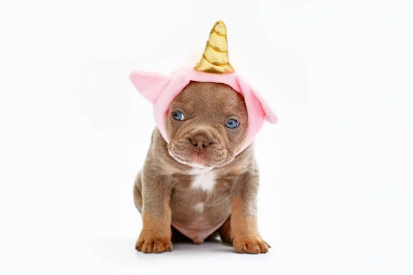 Francia Bulldog Kutya Kiskutya Aranyos Rózsaszín Egyszarvú Kalap Arany Szarv — Stock Fotó