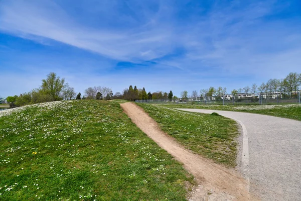 Heuvel Bedekt Met Witte Daisy Bloemen Openbaar Park Genaamd Seepark — Stockfoto