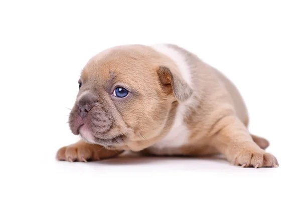 Kırmızı Geyik Yavrusu Beyaz Arka Planda Fransız Bulldog Köpeği — Stok fotoğraf