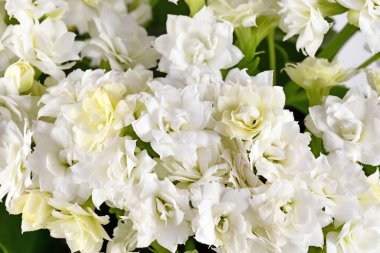 Sulu bitkilerin beyaz Kalanchoe çiçeklerinin üst görüntüsü