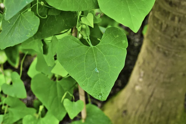 Leaf Evergreen Vine Plant Aristolochia Iittoralis — Fotografia de Stock