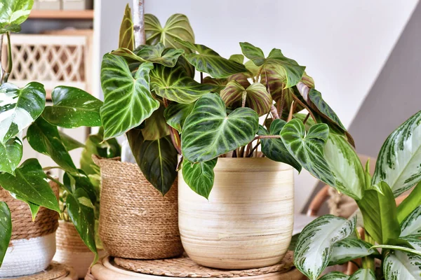 Tropical Philodendron Verrucosum Plant Other Houseplants — Stok Foto