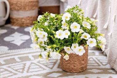 Sepet çiçek saksısında beyaz çiçekli Calibrachoa bitkisi