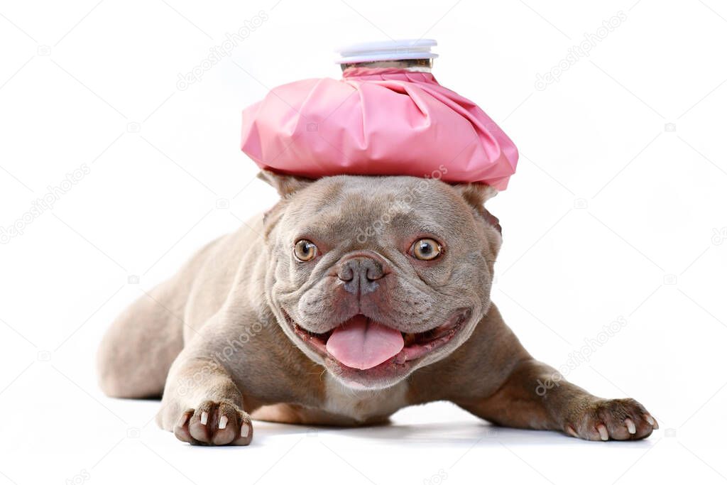 Sick lilac French Bulldog dog with ice bag on head