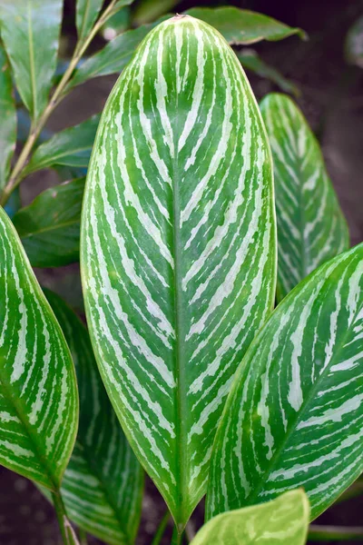 Leaf Tropical Aglaonema Commutatum Stripes Houseplant Silver Stripe Pattern — Stok Foto