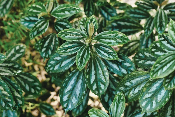 Tropical Pilea Cadierei Also Called Aluminium Plant Oval Leaves Silver — Stok Foto