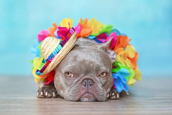 Cute French Bulldog Dog Tropical Flower Garlands Summer Straw Hat — Stock Photo, Image