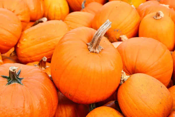 Calabaza Naranja Halloween Con Tallo Largo Entre Pila — Foto de Stock