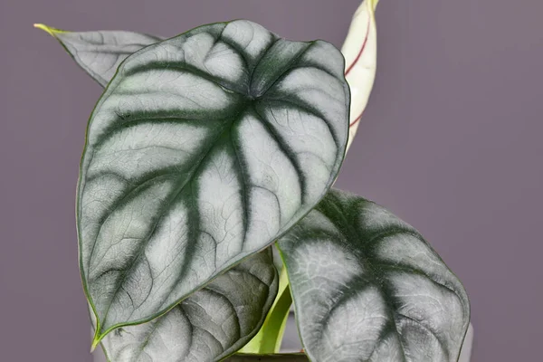 Leaf Exotic Alocasia Baginda Silver Dragon Houseplant — Stockfoto