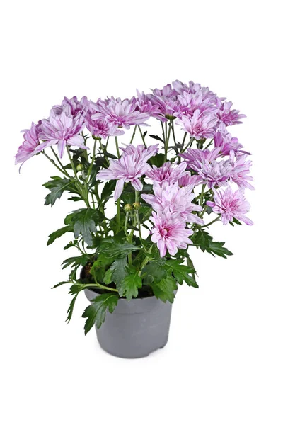 Potted Striped Pink White Chrysanthemum Flowers White Background — Stockfoto