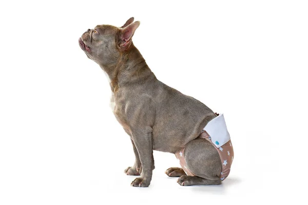 Lilac French Bulldog Dog Wearing Fabric Period Diaper Pants Protection — Stock fotografie