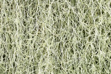 Wwrzburg, Almanya - Haziran 2022: Romanesk tarzı Wrzburg Katedrali