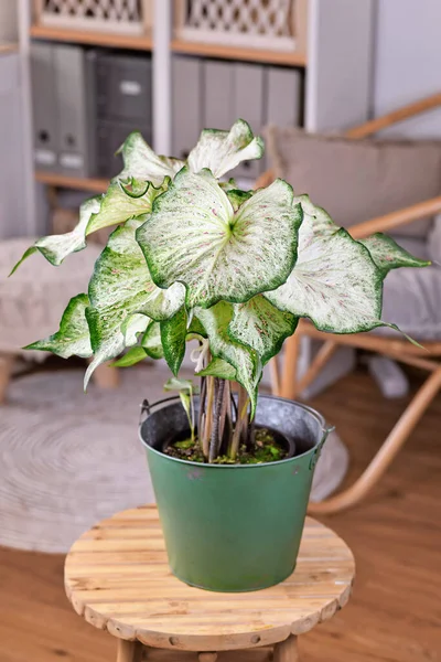 Tropical Caladium Candyland Houseplant Beautiful White Green Leaves Pink Freckles — Stok Foto