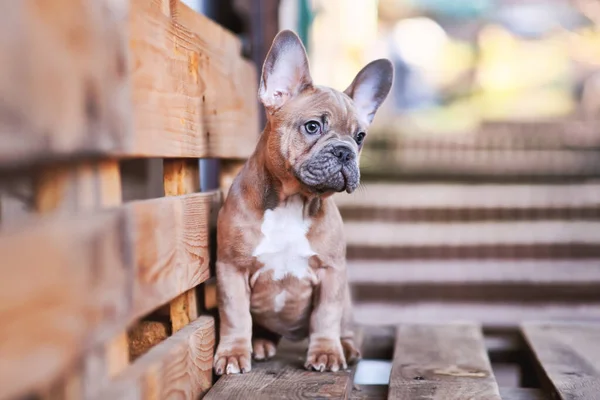 Months Old Blue Red Fawn French Bulldog Dog Puppy — Foto de Stock