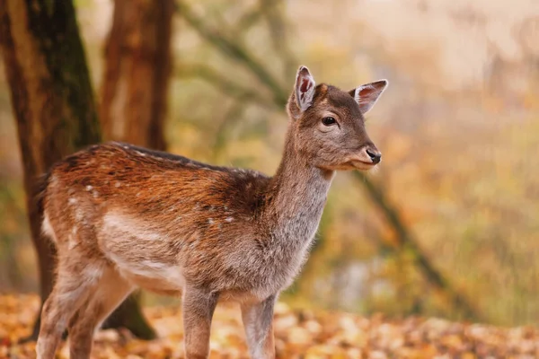 Young Fawn European Fallow Deer Forest — 스톡 사진