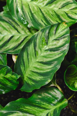 Yapraklarında çok renkli yeşil çizgili tropikal 'Calathea Louisae' bitkisi