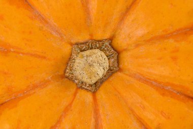 Close up of stem of orange Jack Be Little pumpkin