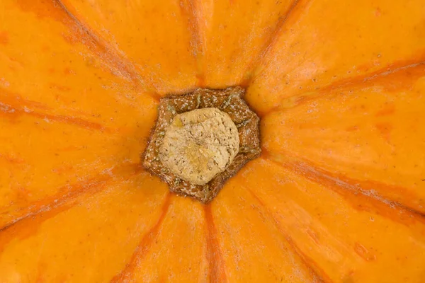 Close Stem Orange Jack Little Pumpkin — Stockfoto