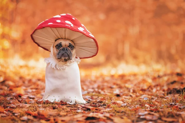 Cão Bulldog Francês Engraçado Traje Único Cogumelo Agárico Mosca Que — Fotografia de Stock